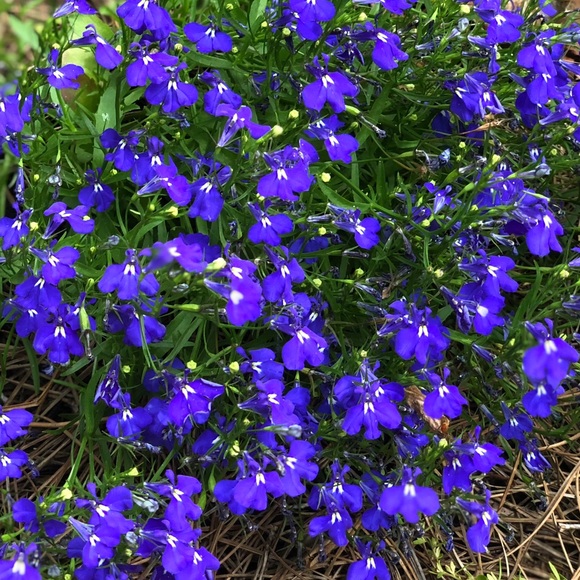 Meet your Posher, Madeline - Picture 1 of 1